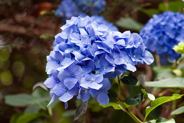 img00042.jpg