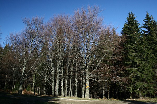 img00005.jpg