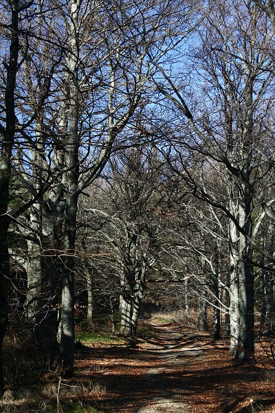 img00006.jpg